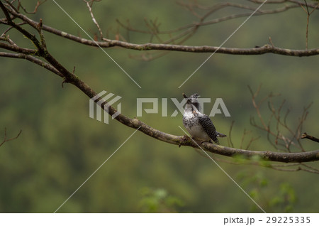 空飛ぶ航空機を見上げるヤマセミ 29225335