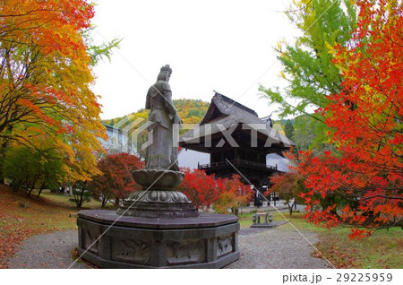 信州　大町の古刹　霊松寺　鎌倉時代の創建　紅葉の時期は観光客で賑わう 29225959
