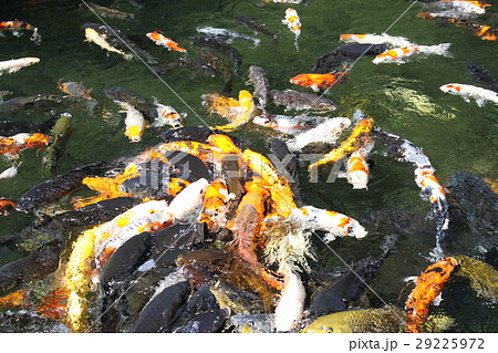 錦鯉 錦鯉 29225972