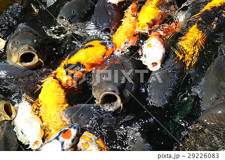 錦鯉 錦鯉 29226083