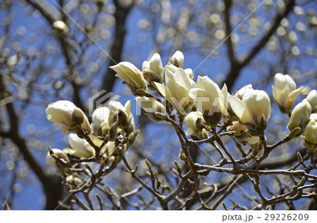 ハクモクレン（白木蓮） 29226209