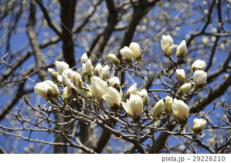 ハクモクレン（白木蓮） 29226210