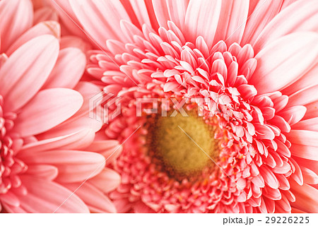 macro photography of pink daisy or gerbera, floral macro photography of pink daisy or gerbera, floral 29226225