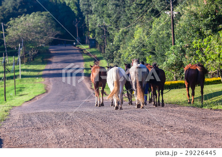 Horses Grooms Walking Countryside Road 29226445