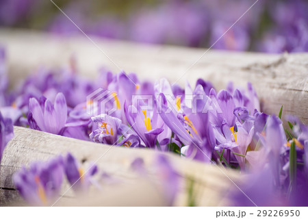 Spring crocus flowers Spring crocus flowers 29226950