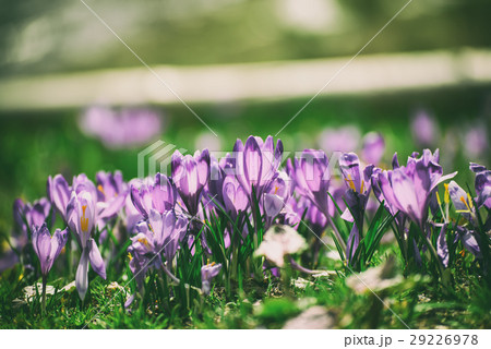 Spring crocus flowers Spring crocus flowers 29226978