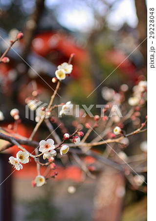 仙台・榴岡天満宮の梅 29228048