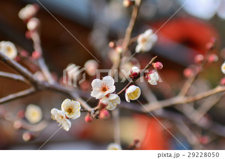 仙台・榴岡天満宮の梅 29228050