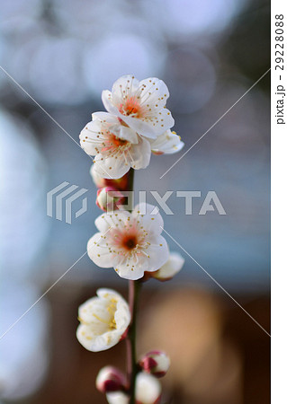 仙台・榴岡天満宮の梅 29228088