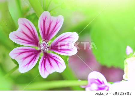 ゼニアオイ 29228385