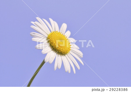 マーガレット マーガレット 29228386