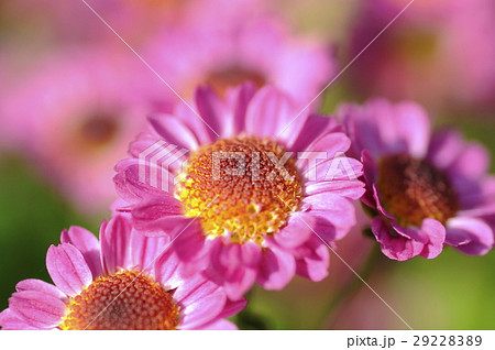 小菊 小菊 29228389