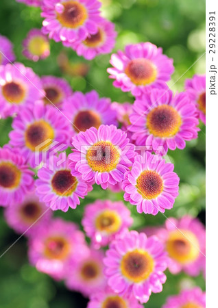 小菊 29228391