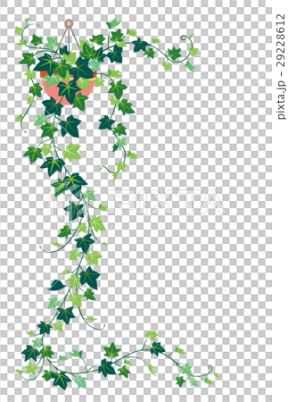 常春藤 29228612