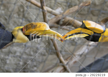 Image of a two hornbill in a cage. wild animals. Image of a two hornbill in a cage. wild animals. 29229219