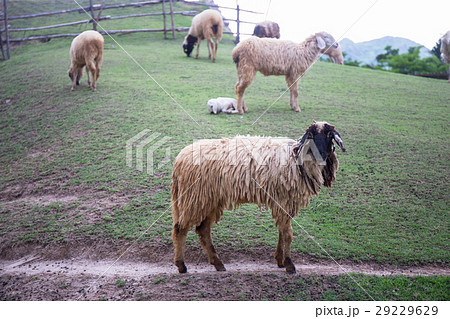 black face sheep on green grass field 29229629