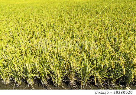 水田 米 稲 29230020