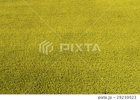 水田 米 稲 29230023