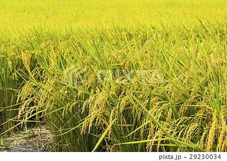 水田 米 稲 29230034
