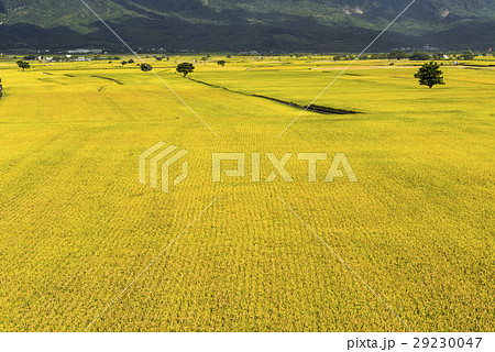 水田 米 稲 29230047
