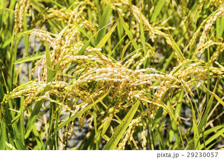 水田 米 稲 29230057