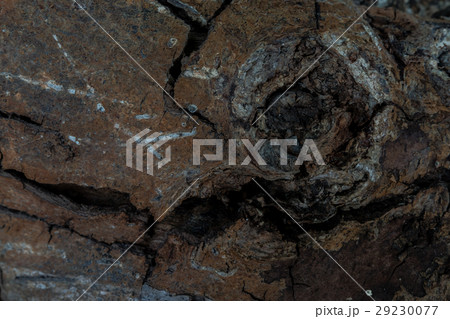 Close up gnarl and bark wood trunk for background. 29230077