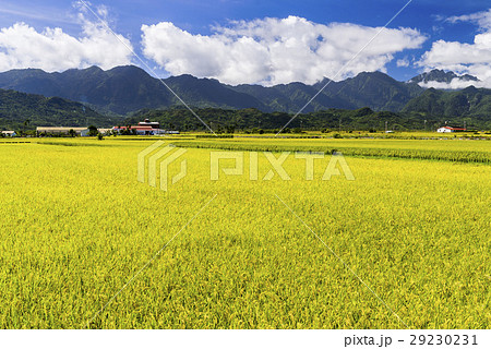 水田 米 稲 29230231