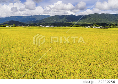 水田 米 稲 29230256