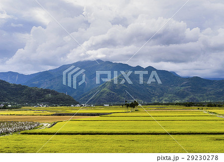 水田 米 稲 29230278