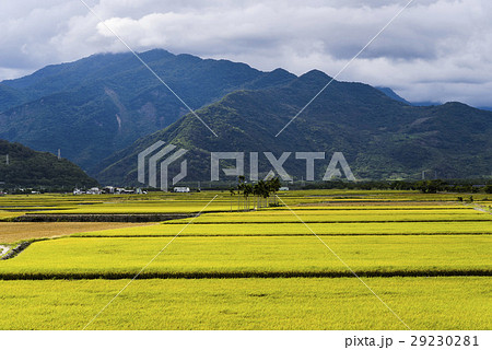 水田 米 稲 29230281