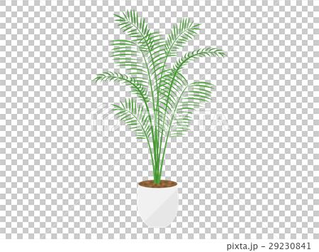 葉子植物 29230841