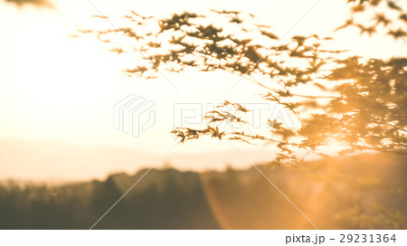 夕日 夕焼け 夕暮れ 29231364