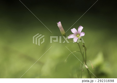 自然 天然 ナチュラル 29231698