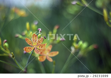 自然 天然 ナチュラル 29231699