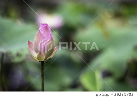 花 フラワー お花 29231702