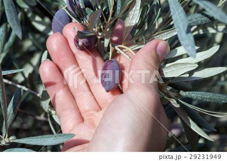 Hand holding a branch of olives 29231949