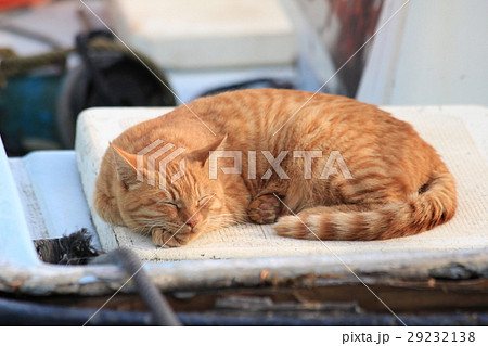 漁船の上で熟睡している茶トラ猫 29232138