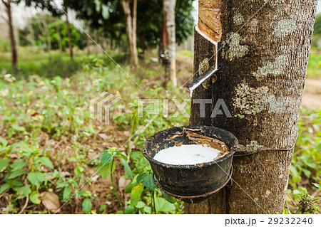 rubber tree 29232240