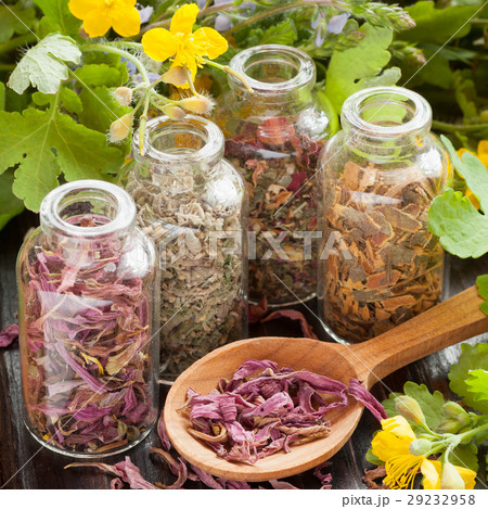 herbs in glass bottles and dried healthy plants 29232958