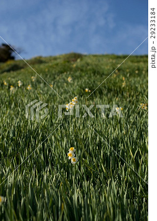 灘黒岩水仙郷 灘黒岩水仙郷 29233184