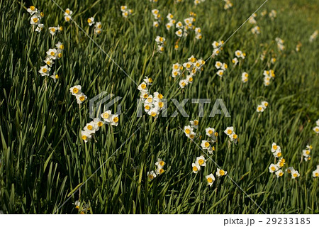 灘黒岩水仙郷 灘黒岩水仙郷 29233185