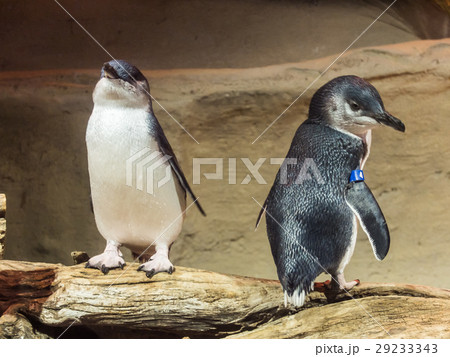 little blue penguin 29233343