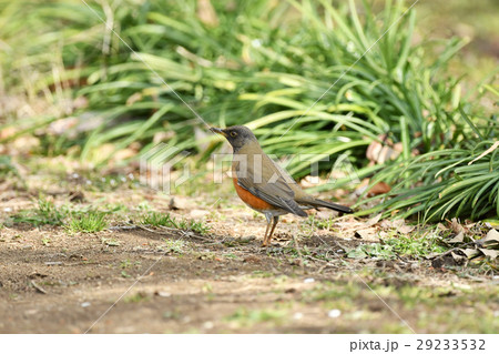 地面のアカハラ 地面のアカハラ 29233532