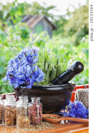 mortar with blue cornflowers and sage on windowsil 29233564