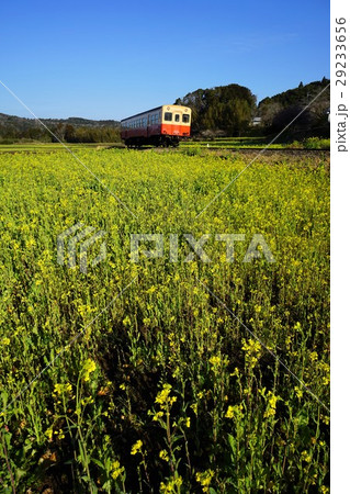 千葉県 小湊鉄道 石神の菜の花畑の写真素材