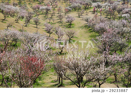 石ケ谷公園梅林 29233887