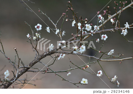 早春の花 早春の花 29234146