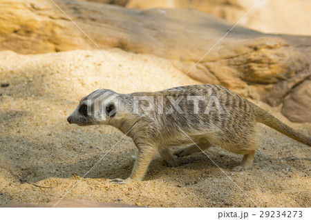 Image of meerkat or suricate on nature background 29234273