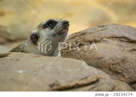 Image of meerkat or suricate on nature background. Image of meerkat or suricate on nature background. 29234274