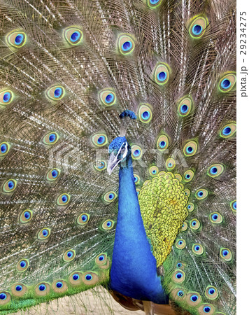 Image of a peacock showing its beautiful feathers. 29234275
